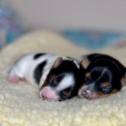 Biewer Terrier and Russian Tsvetnaya Bolonka Puppies from Von Edelweiss Biewer Terriers