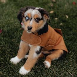 Miniature Australian Shepherds from Charming Blue Aussies