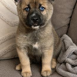 Simba - Wolf sable male Pomsky puppy in New Bedford, Massachusetts from Roark Pack Chihuahua's & Pomsky's