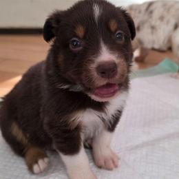 Barcelo 4 - Red tri-color male Australian Shepherd puppy in Solon, Maine from Mountain Range Australian Shepherds