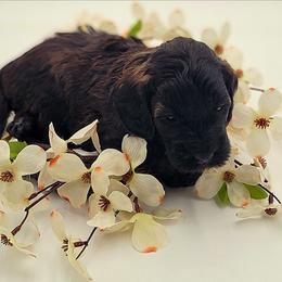 Orange - Sable male Goldendoodle puppy in Byron, Georgia from Southern Olive Doodles 🫒