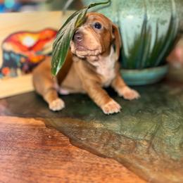 AKC Rose - Piebald female Dachshund puppy in Knoxville, Tennessee from Thea's Puppies
