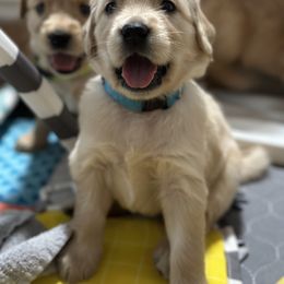 Golden Retriever Puppies from Golden Retrievers of South Carolina