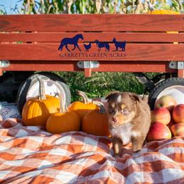 Miniature Australian Shepherd and Toy Australian Shepherd Puppies from Garretts Green Acres