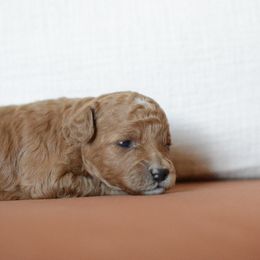 Goldendoodle Puppies from Maggies Doodles (maggiesdoodlesaz.com)