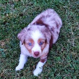 Miniature Australian Shepherd Puppies from Aussies Acre