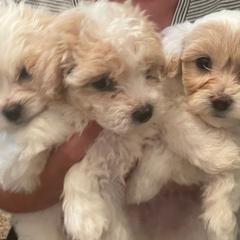 Double Doodles from Pup of Morgan_ Bichonpoo