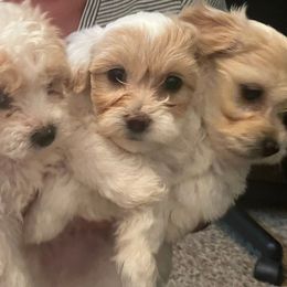 Double Doodles from Pup of Morgan_ Bichonpoo