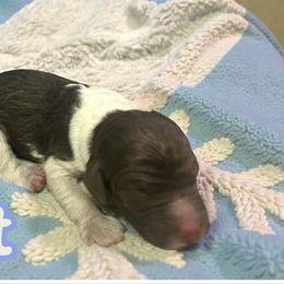 Frost - Parti male Goldendoodle puppy in Ellenburg Center, New York from Kristin's Puppies