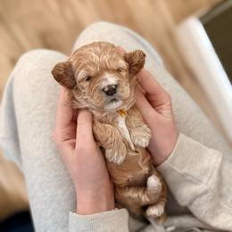 Parmesan - Cream female Cockapoo puppy in Denver, Pennsylvania from Greenview Puppies