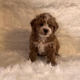 Cactus - Brown male Maltipoo puppy in Greenfield, Iowa from Sugar Plum Puppies