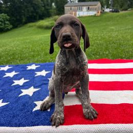 America - Liver roan female German Shorthaired Pointer puppy in Dugspur, Virginia from Pilgrims Trails Shorthairs