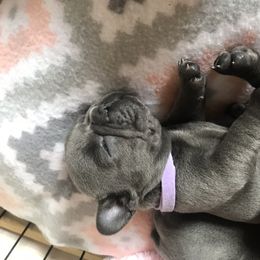 French Bulldog Puppies from Crooked C Ranch