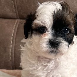 Goldendoodles from Southern Bred Pups