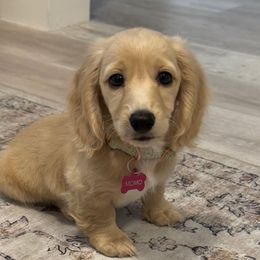 Momo - Cream female Dachshund puppy in Ormond Beach, Florida from Meadow Ridge Dachshunds