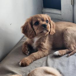 Orange - Ruby female Cavalier King Charles Spaniel puppy in Utah from Parker Puppies