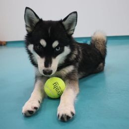 Vista - Pomsky