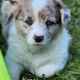Kenai - Brindle merle and white male American Corgi puppy in Concrete, Washington from Wigglebutts American Corgis