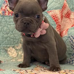 Winnie - Blue female French Bulldog puppy in Paso Robles, California from Laurelwood Frenchies CA