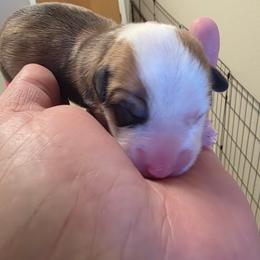 Pecan - White and red female Pembroke Welsh Corgi puppy in Atascadero, California from California Corgis and Kunes