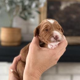 Willow - Apricot female Goldendoodle puppy in S AI Nt John, Indiana from Lulu's Goldendoodles