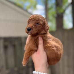 Simba - Red  male Goldendoodle puppy in Jacksonville, Florida from Dandelion Doodles