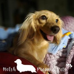 Bianca - Dachshund