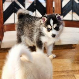 Pomsky Puppies from Nebula Ranch Pomskies