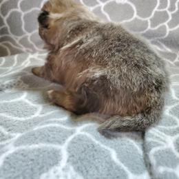 Companion Cross, Pomeranian, and Sheepadoodle Puppies from Fluffy Wonders Poms and Doodles