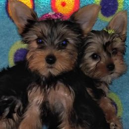 Yorkshire Terriers from Collier Ranch