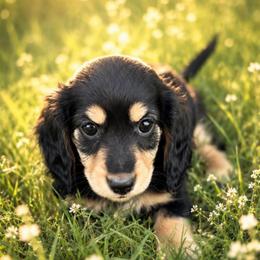 Daisy - Black and cream female Dachshund puppy in Mesa, Arizona from Dach Army LLC