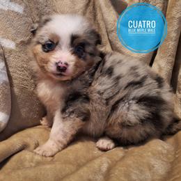 Cuatro - Blue merle male Miniature Australian Shepherd puppy in Kettle Falls, Washington from Ellie's Miniature Australian Shepherds