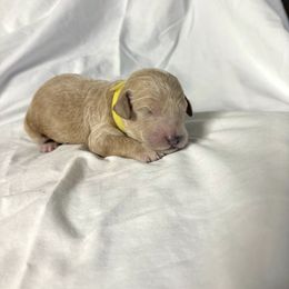 Sabrina - Caramel female Labradoodle puppy in Watertown, Tennessee from PawfectBud