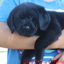 DUTTON - Black male Labrador Retriever puppy in Liberty Hill, Texas from Mariani Labrador Retrievers
