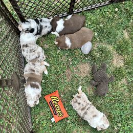 Miniature American Shepherd and Miniature Australian Shepherd Puppies from Whiskeytown Aussies