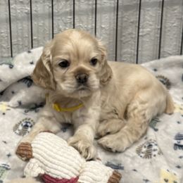 Sunny (Levi) - Buff and white male Cocker Spaniel puppy in Ocala, Florida from Ray of Sunshine Spaniels LLC