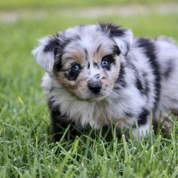 Australian Shepherd, Miniature American Shepherd, Miniature Australian Shepherd, and Toy Australian Shepherd Puppies from Painted Blue Aussies