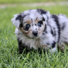 Australian Shepherd, Miniature American Shepherd, Miniature Australian Shepherd, and Toy Australian Shepherd Puppies from Painted Blue Aussies