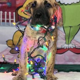 Great Dane Puppies from KD Sweet Southern Danes