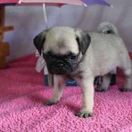 Sandra - Fawn female Pug puppy in Morton, Illinois from Dream on puppies