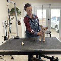 Manchester Terrier and Portuguese Podengo Pequeno Puppies from Tango Kennels