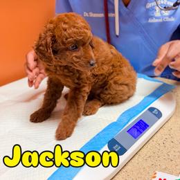 Cavapoo Puppies from Patriot Pups Cavapoos