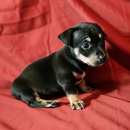 Onyx - Black and white male Teddy Roosevelt Terrier puppy in Claremore, Oklahoma from Travelin' Man Terriers