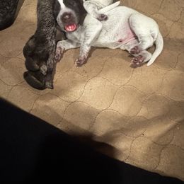 German Shorthaired Pointer Puppies from Ellis kennels