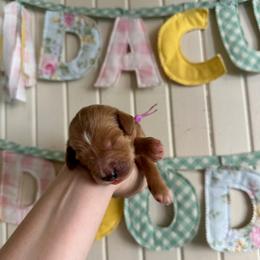 Jelly - Apricot female Goldendoodle puppy in Montgomery, Texas from Dacus Doodles