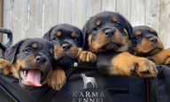 4 rottweiler puppies in a wagon