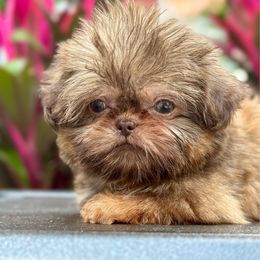 Joey - Liver male Shih Tzu puppy in Rockville Centre, New York from Magnolia Tzus