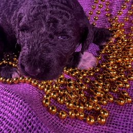 Poodle Puppies from Shepherd's Run Aussies and Poodles