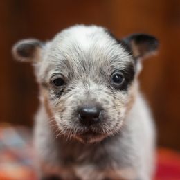 Cashmere - Blue speckled female Australian Cattle Dog puppy in Gatlinburg, Tennessee from Greenbrier