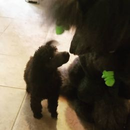 Chinese Crested and Poodle Puppies from En Vie